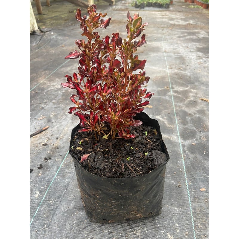 Coprosma (Coprosma repens) – arbusto brillante y costero