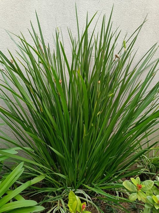 Formio Verde