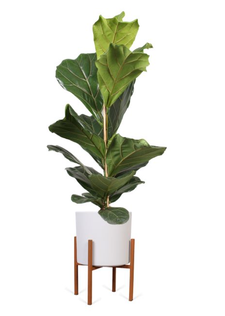 Ficus Lirata – La planta estrella del diseño interior