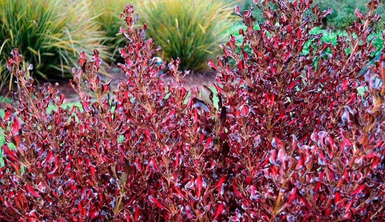 Coprosma (Coprosma repens) – arbusto brillante y costero