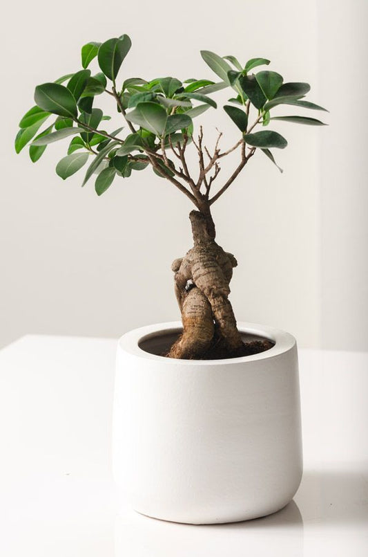 Ficus Microcarpa Ginseng – Un bonsái con carácter