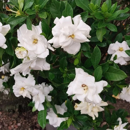 Jazmín Fortuna – Perfume de invierno