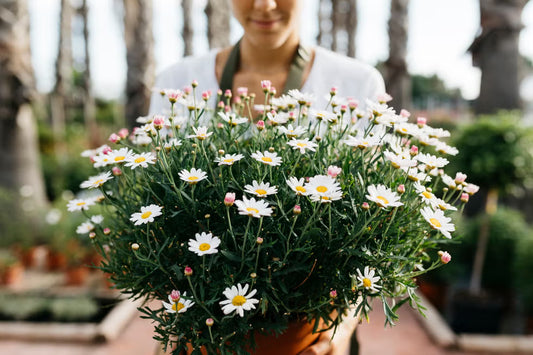 Margarita 🌼 – La flor clásica que alegra cualquier jardín
