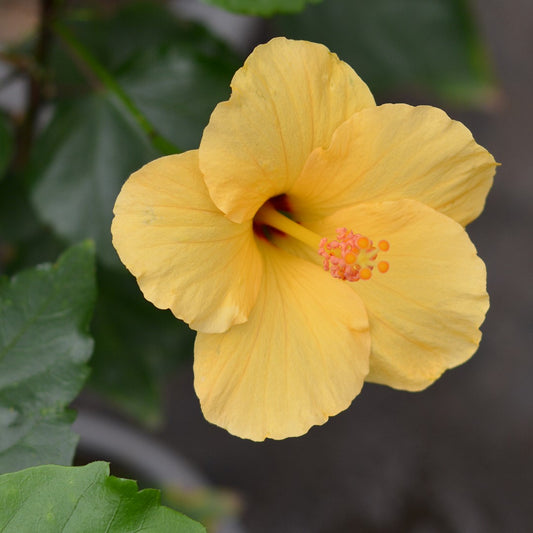 Hibisco – Planta de Exterior con Flor