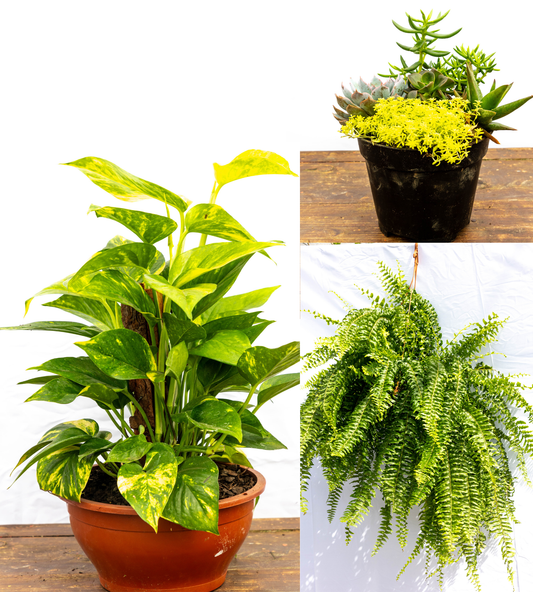 Pack “Mini Verde” – Tu primer paso al mundo de las plantas