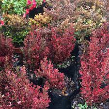Coprosma (Coprosma repens) – arbusto brillante y costero