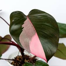 Philodendro Pink Princess – Un Toque de Elegancia y Exclusividad