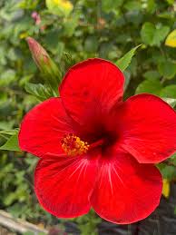 Hibisco – Planta de Exterior con Flor