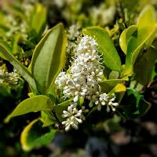 Óleo Texana (Ligustrum japonicum ‘Texanum’) – Cerco vivo resistente y prolijo