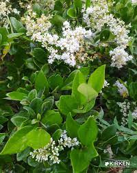 Óleo Texana (Ligustrum japonicum ‘Texanum’) – Cerco vivo resistente y prolijo